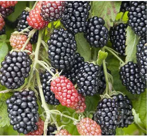 Ожина Небеса можуть почекати (Heaven Can Wait) рання Ожина Небеса можуть почекати (Heaven Can Wait) рання