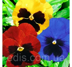 Віола Триколірна суміш 0,1 г, насіння Яскрава Віола Триколірна суміш 0,1 г, насіння Яскрава