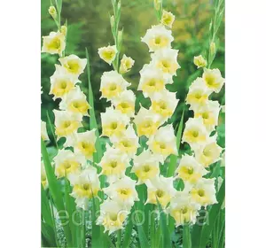 Гладіолус nanus Ice Cream (мініатюрний) 10/12 3 шт./пач. Гладіолус nanus Ice Cream (мініатюрний) 10/12 3 шт./пач.