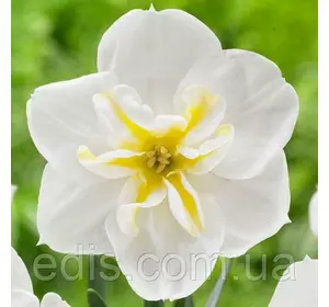 Нарцисс разрезнокорончатый Lemon Strike (Лемон Страйк) 2 шт./уп. Нарцисс разрезнокорончатый Lemon Strike (Лемон Страйк) 2 шт./уп.