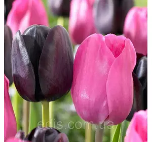 Арт-набір Жаклін, 7 цибулин тюльпанів Арт-набір Жаклін, 7 цибулин тюльпанів