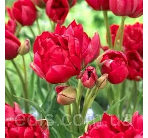 Тюльпан мультифлора махровий Estatic (Естатік) 3 цибулини Тюльпан мультифлора махровий Estatic (Естатік) 3 цибулини