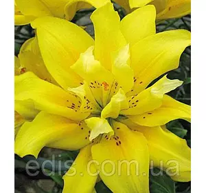 Лілія азіатська махрова Fata Morgana (Фата Моргана) 1 цибулина 12/14 Лілія азіатська махрова Fata Morgana (Фата Моргана) 1 цибулина 12/14