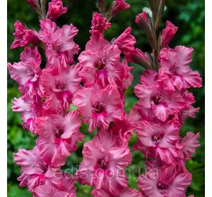 Гладіолус гофрований Kingston Frizzle 8/10 3 шт./пач. Гладіолус гофрований Kingston Frizzle 8/10 3 шт./пач.