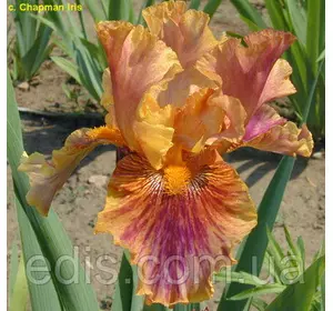 Ірис високий бородатий Crimson Tiger (Крімсон Тайга) Ірис високий бородатий Crimson Tiger (Крімсон Тайга)