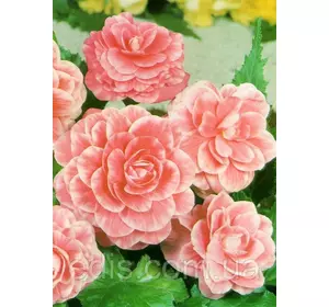 Бегонія бульбова Камелія, 1 бульба Бегонія бульбова Камелія, 1 бульба