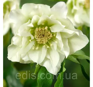 Морозник махровий Hybrids White Promise ( Helleborus White Promise ) у контейнері Морозник махровий Hybrids White Promise ( Helleborus White Promise ) у контейнері