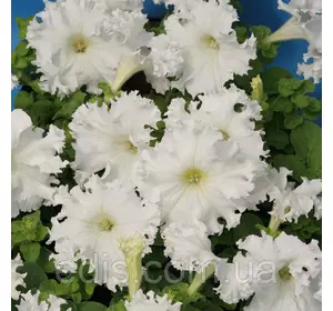 Петунія бахромчата Крайкови завой F1(низька) 10 насінин-драже Петунія бахромчата Крайкови завой F1(низька) 10 насінин-драже