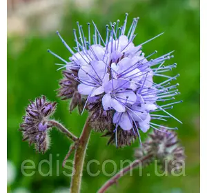 Трава Фацелія (сидерат, медоніс) 500 г, насіння Яскрава Трава Фацелія (сидерат, медоніс) 500 г, насіння Яскрава