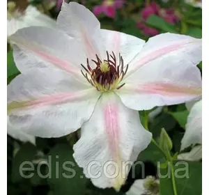 Клематис Matka Siedliska Клематис Matka Siedliska