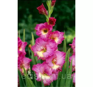 Гладіолус Windsong (Вінсон) 10/12 3 шт./пач. Гладіолус Windsong (Вінсон) 10/12 3 шт./пач.