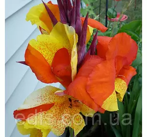 Канна низькоросла Cleopatra Канна низькоросла Cleopatra