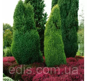 Ялівець Suecica (Суецика) у контейнері 2 л Ялівець Suecica (Суецика) у контейнері 2 л