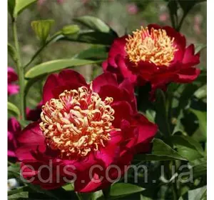 Півонія Sword Dance (Суорд денс) кореневище Півонія Sword Dance (Суорд денс) кореневище