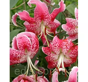 Лілія звисаюча Speciosum Rubrum (Спеціосум Рубрум) 1 цибулина 12/14 Лілія звисаюча Speciosum Rubrum (Спеціосум Рубрум) 1 цибулина 12/14