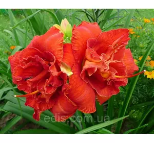 Лілейник Moses Fire кореневище Лілейник Moses Fire кореневище