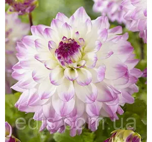 Жоржина з гігантською квіткою Hapet Blue Eyes Жоржина з гігантською квіткою Hapet Blue Eyes