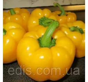 Перець Ратунда золотий 0,3 г, насіння Яскрава Перець Ратунда золотий 0,3 г, насіння Яскрава