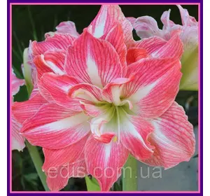 Гіппеаструм махровий Pretty Nymph (Притті Німф) 1 цибулина 24/26 Гіппеаструм махровий Pretty Nymph (Притті Німф) 1 цибулина 24/26