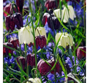 Рябчик шаховий (Fritillaria meleagris), суміш 5 цибулин Рябчик шаховий (Fritillaria meleagris), суміш 5 цибулин