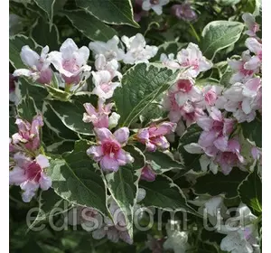 Вейгела квітуча Suzanne (декоративнолистяна), саджанці Вейгела квітуча Suzanne (декоративнолистяна), саджанці