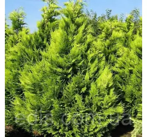 Кипарисовик Stardust (Лавсона Стардаст) у контейнері Кипарисовик Stardust (Лавсона Стардаст) у контейнері