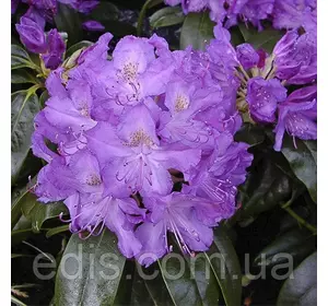 Рододендрон Grandiflorum у контейнері Рододендрон Grandiflorum у контейнері