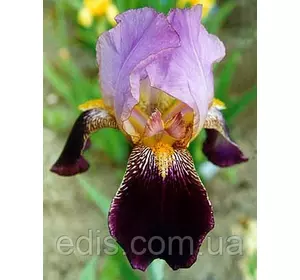 Ірис бородатий Ambassadeur Ірис бородатий Ambassadeur