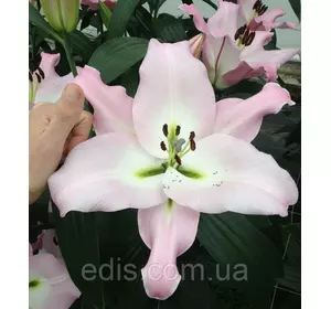 Лілія ОТ-гібрид гігант Macerata (Мачерата) 1 цибулина 12/14 Лілія ОТ-гібрид гігант Macerata (Мачерата) 1 цибулина 12/14