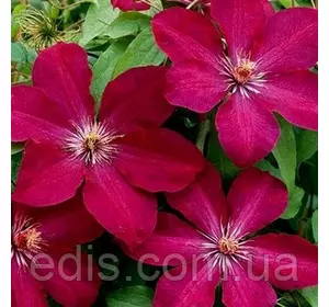 Клематис Rouge Cardinal Клематис Rouge Cardinal