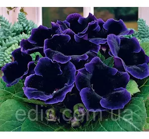 Глоксинія Prins Albert (Принц Альберт) 1 бульба Глоксинія Prins Albert (Принц Альберт) 1 бульба