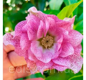 Морозник махровий Hybrids Pink Promise ( Helleborus Pink Promise ) у контейнері Морозник махровий Hybrids Pink Promise ( Helleborus Pink Promise ) у контейнері