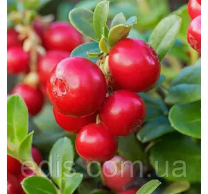 Брусниця Корал 2-річна Брусниця Корал 2-річна