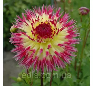 Жоржина Фимбриата Lindsay Michelle Жоржина Фимбриата Lindsay Michelle