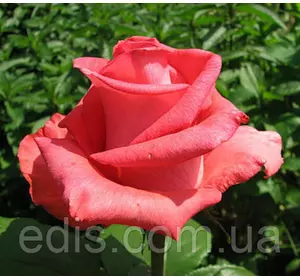 Троянда Рафаелла (Raffaella) чайно-гібридна Троянда Рафаелла (Raffaella) чайно-гібридна