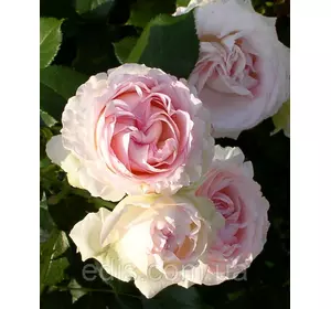 Троянда в'юнка англійська Heart of Rose (Серце троянди) Троянда в'юнка англійська Heart of Rose (Серце троянди)