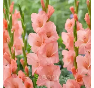 Гладіолус Sugar Babe (Шугар Бейб) 3 шт/уп Гладіолус Sugar Babe (Шугар Бейб) 3 шт/уп