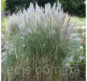Міскантус Silberspinne (злак декоративний) Міскантус Silberspinne (злак декоративний)