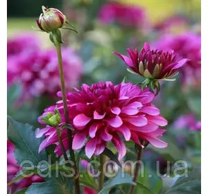 Жоржина низькоросла Gallery Art Nouveau Жоржина низькоросла Gallery Art Nouveau