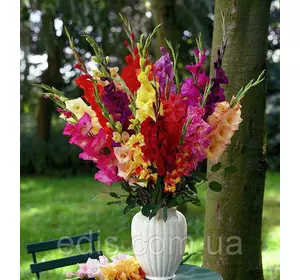 Колекція гладіолусів 15 сортів 30 цибулин Колекція гладіолусів 15 сортів 30 цибулин
