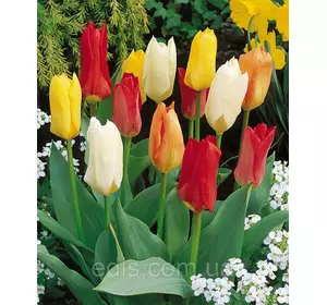 Суміш суперранніх тюльпанів 9 цибулин Суміш суперранніх тюльпанів 9 цибулин