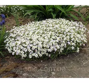 Обрієта Білий каскад 0,1 г Обрієта Білий каскад 0,1 г