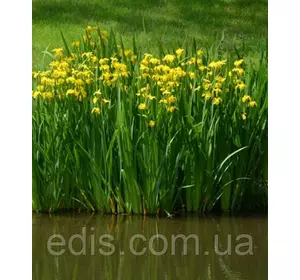 Ірис болотяний жовтий Ірис болотяний жовтий