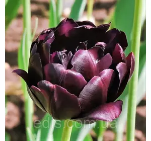 Тюльпан махровий пізній Black Hero (Блек Хіроу) 3 цибулини Тюльпан махровий пізній Black Hero (Блек Хіроу) 3 цибулини