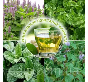 М'ята 5 в 1 "Мікс сортів", контейнер 1 л М'ята 5 в 1 "Мікс сортів", контейнер 1 л