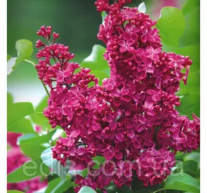 Бузок Червона Москва Бузок Червона Москва