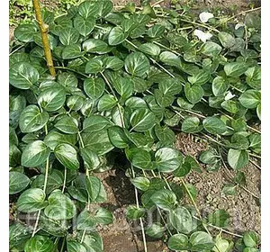 Барвінок великий (Vinca major) Барвінок великий (Vinca major)