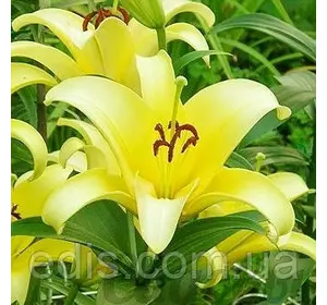 Лілія гігант Yellowin (Еллоувін) 1 цибулина 12/14 Лілія гігант Yellowin (Еллоувін) 1 цибулина 12/14