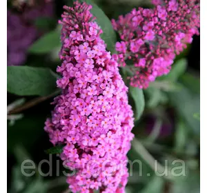 Буддлея Давида Pink Delight у контейнері (1л) Буддлея Давида Pink Delight у контейнері (1л)
