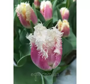 Тюльпан оторочений Siesta (Сієста), 3 цибулини Тюльпан оторочений Siesta (Сієста), 3 цибулини